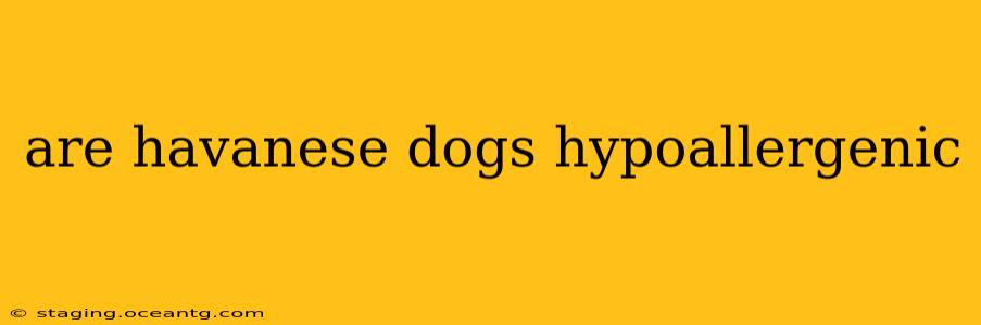 are havanese dogs hypoallergenic