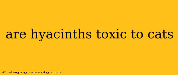 are hyacinths toxic to cats