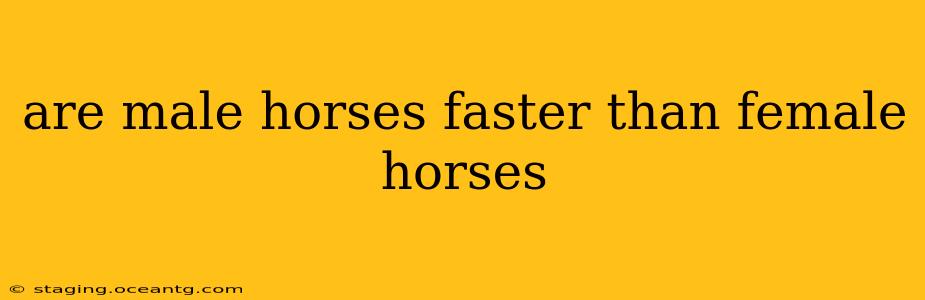 are male horses faster than female horses