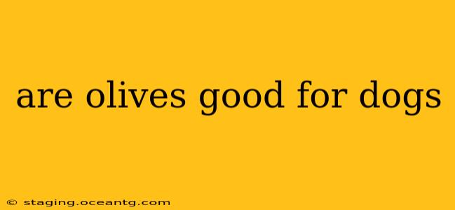 are olives good for dogs
