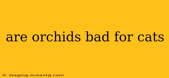 are orchids bad for cats