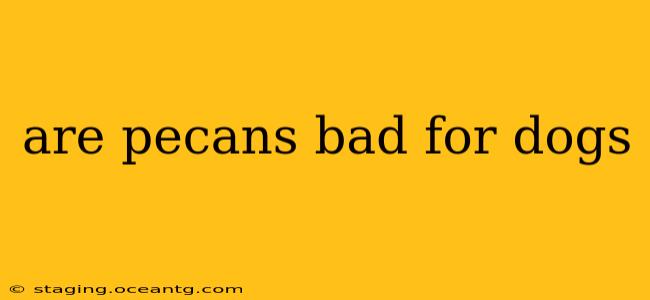are pecans bad for dogs