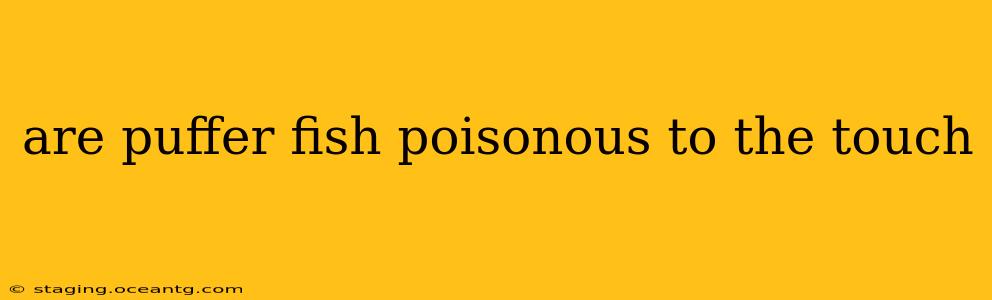 are puffer fish poisonous to the touch