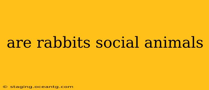 are rabbits social animals
