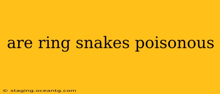 are ring snakes poisonous