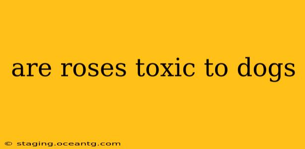are roses toxic to dogs