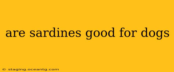 are sardines good for dogs