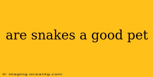 are snakes a good pet