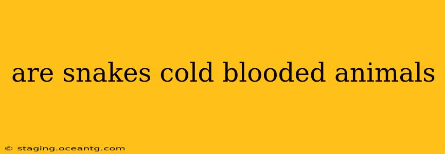 are snakes cold blooded animals