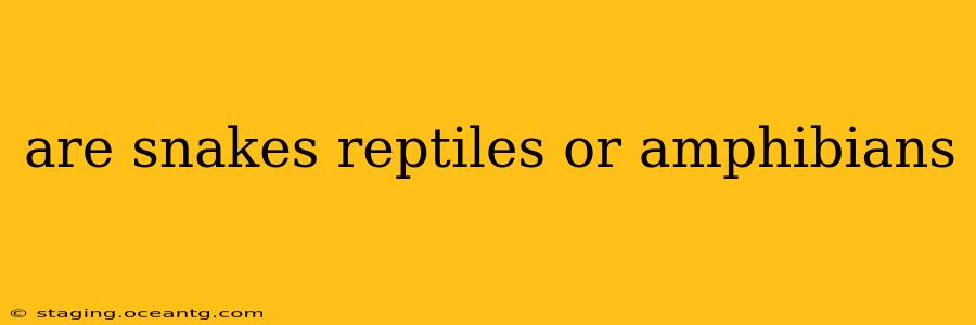 are snakes reptiles or amphibians