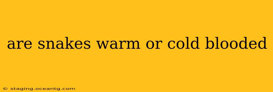 are snakes warm or cold blooded
