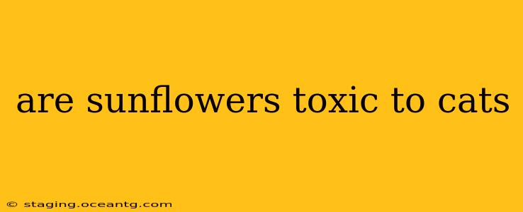 are sunflowers toxic to cats