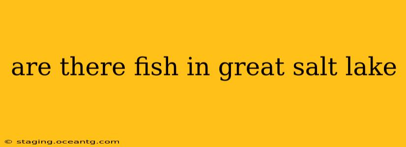 are there fish in great salt lake