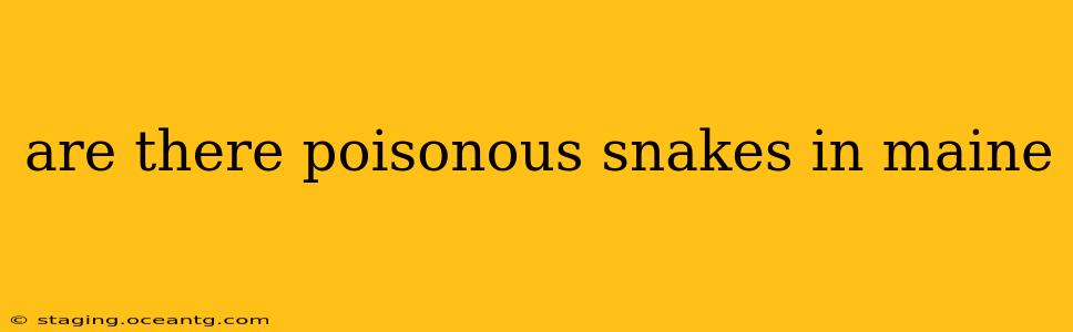 are there poisonous snakes in maine