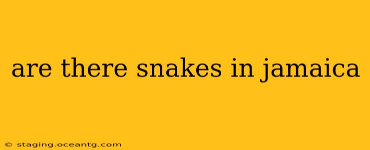 are there snakes in jamaica