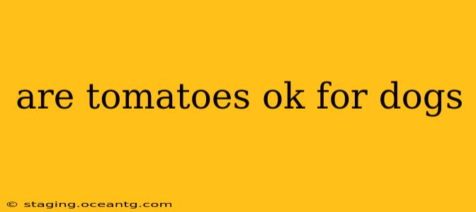 are tomatoes ok for dogs