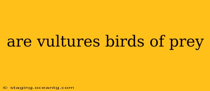 are vultures birds of prey