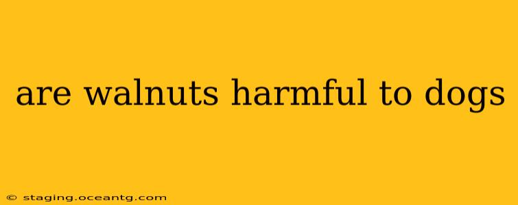 are walnuts harmful to dogs