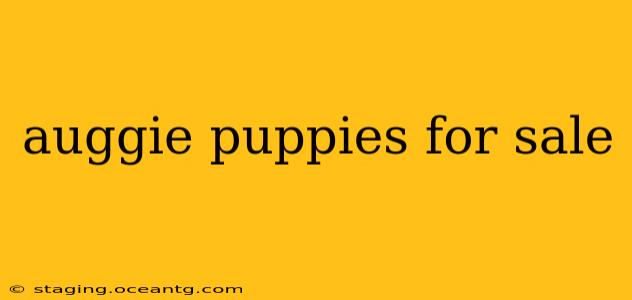 auggie puppies for sale