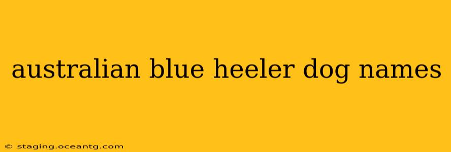 australian blue heeler dog names