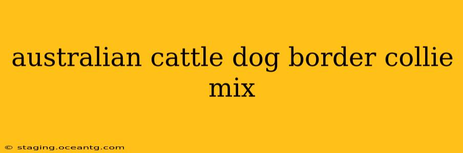 australian cattle dog border collie mix