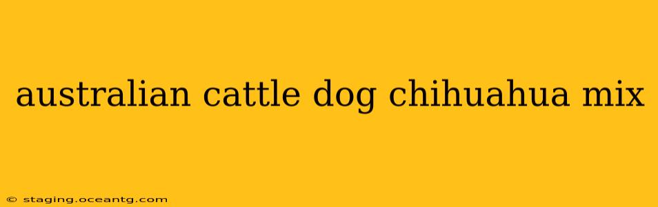 australian cattle dog chihuahua mix