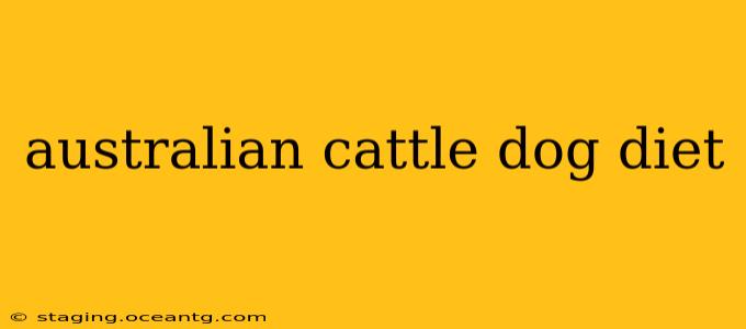 australian cattle dog diet