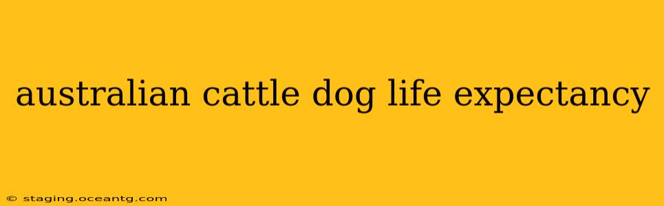 australian cattle dog life expectancy