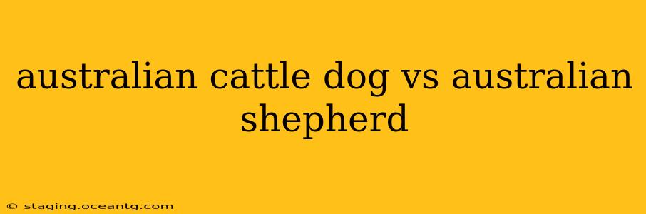 australian cattle dog vs australian shepherd