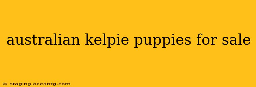 australian kelpie puppies for sale