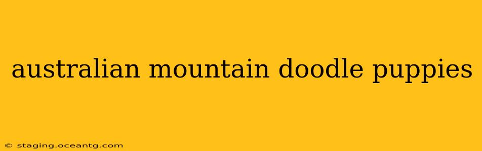 australian mountain doodle puppies