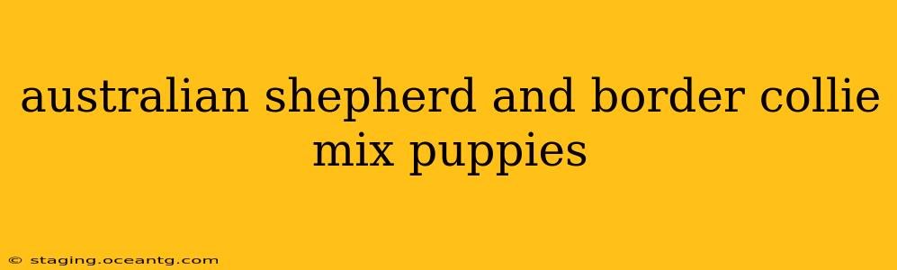 australian shepherd and border collie mix puppies