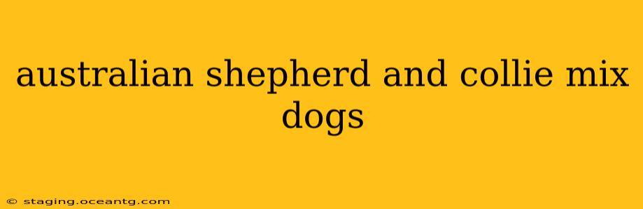 australian shepherd and collie mix dogs