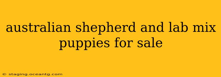 australian shepherd and lab mix puppies for sale