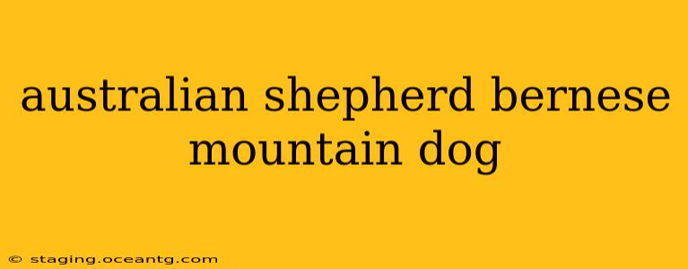 australian shepherd bernese mountain dog