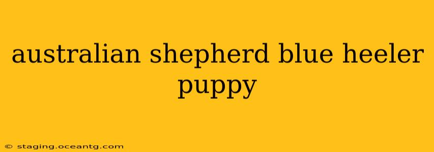 australian shepherd blue heeler puppy