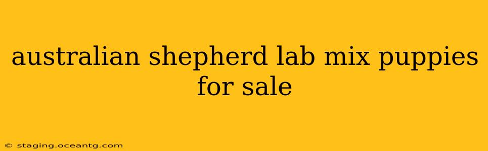 australian shepherd lab mix puppies for sale