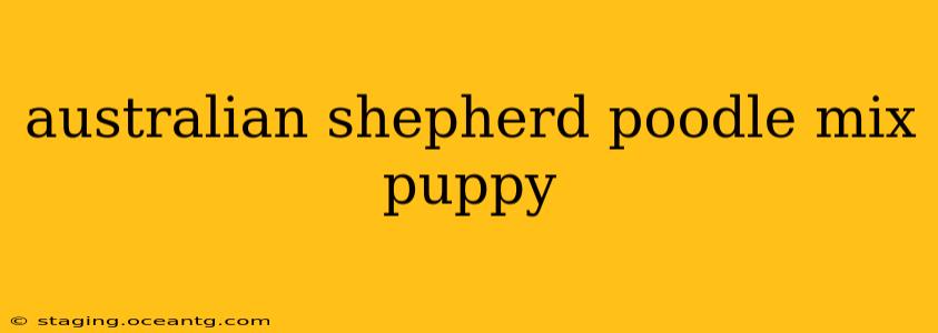 australian shepherd poodle mix puppy