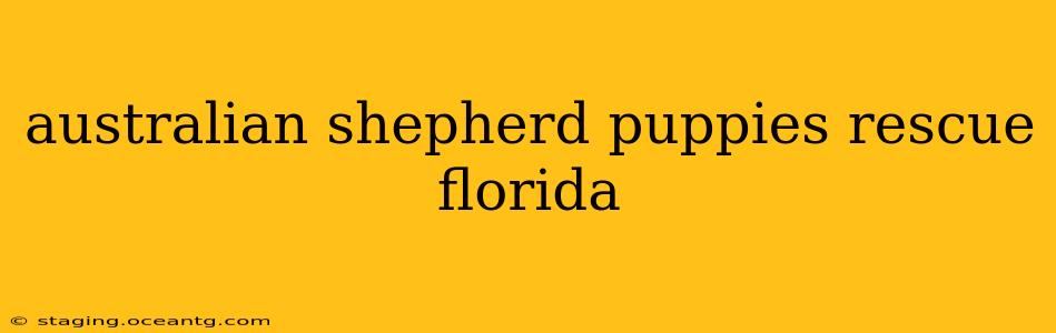 australian shepherd puppies rescue florida