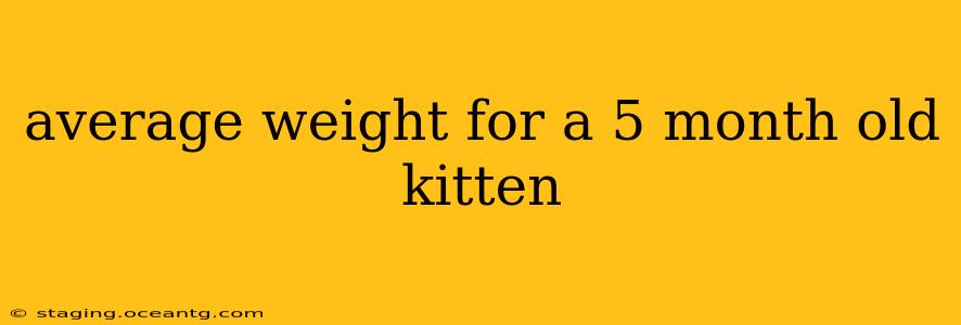 average weight for a 5 month old kitten