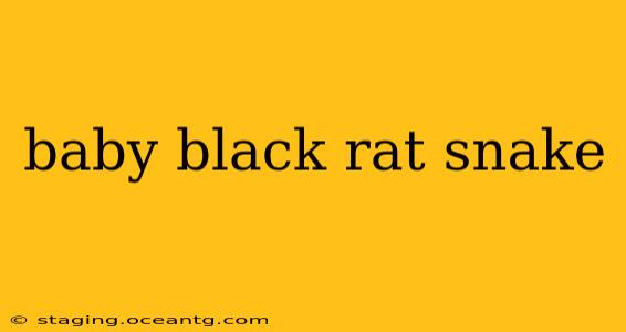 baby black rat snake