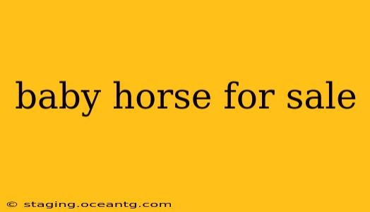 baby horse for sale