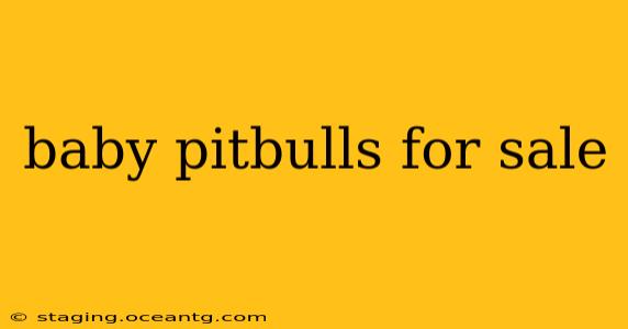 baby pitbulls for sale