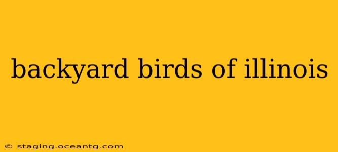 backyard birds of illinois