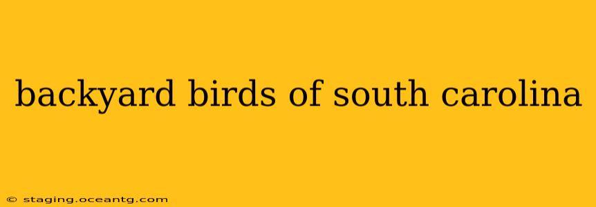 backyard birds of south carolina