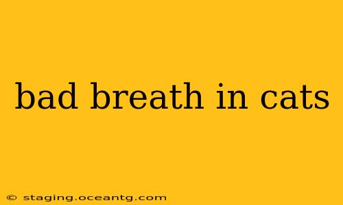 bad breath in cats