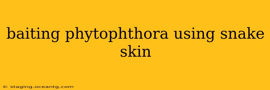 baiting phytophthora using snake skin