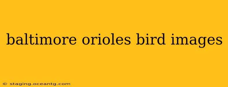 baltimore orioles bird images