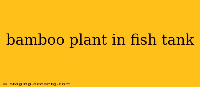 bamboo plant in fish tank