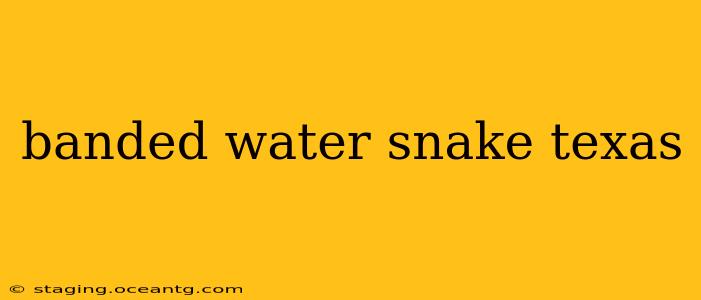 banded water snake texas